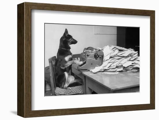 German Shepherd at a Typewriter-null-Framed Photographic Print