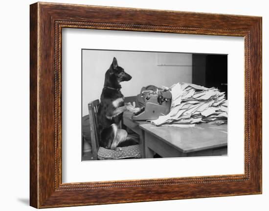German Shepherd at a Typewriter-null-Framed Photographic Print