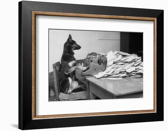 German Shepherd at a Typewriter-null-Framed Photographic Print