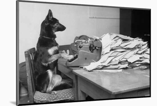 German Shepherd at a Typewriter-null-Mounted Photographic Print