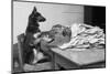 German Shepherd at a Typewriter-null-Mounted Photographic Print