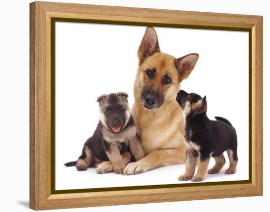 German Shepherd Dog Alsatian Bitch Lying with Her Two Puppies-Jane Burton-Framed Premier Image Canvas