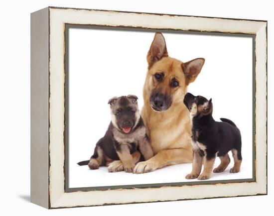 German Shepherd Dog Alsatian Bitch Lying with Her Two Puppies-Jane Burton-Framed Premier Image Canvas