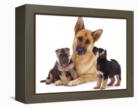 German Shepherd Dog Alsatian Bitch Lying with Her Two Puppies-Jane Burton-Framed Premier Image Canvas