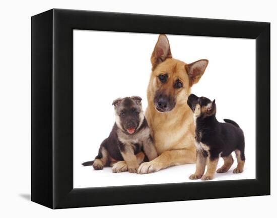 German Shepherd Dog Alsatian Bitch Lying with Her Two Puppies-Jane Burton-Framed Premier Image Canvas