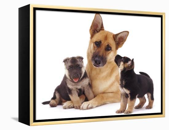 German Shepherd Dog Alsatian Bitch Lying with Her Two Puppies-Jane Burton-Framed Premier Image Canvas