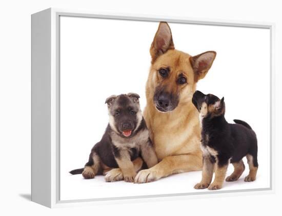 German Shepherd Dog Alsatian Bitch Lying with Her Two Puppies-Jane Burton-Framed Premier Image Canvas