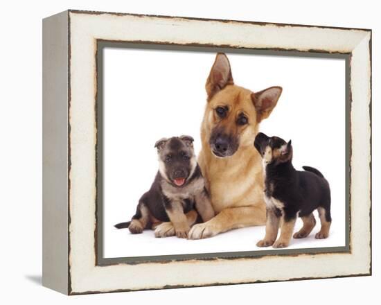 German Shepherd Dog Alsatian Bitch Lying with Her Two Puppies-Jane Burton-Framed Premier Image Canvas