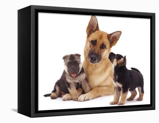 German Shepherd Dog Alsatian Bitch Lying with Her Two Puppies-Jane Burton-Framed Premier Image Canvas