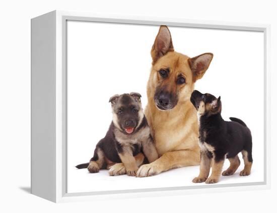 German Shepherd Dog Alsatian Bitch Lying with Her Two Puppies-Jane Burton-Framed Premier Image Canvas