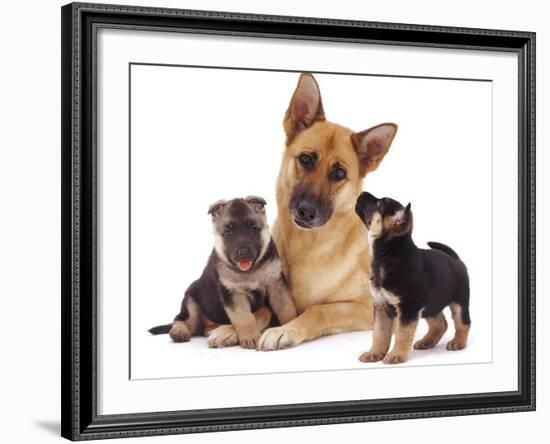 German Shepherd Dog Alsatian Bitch Lying with Her Two Puppies-Jane Burton-Framed Photographic Print