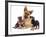 German Shepherd Dog Alsatian Bitch Lying with Her Two Puppies-Jane Burton-Framed Photographic Print