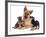 German Shepherd Dog Alsatian Bitch Lying with Her Two Puppies-Jane Burton-Framed Photographic Print