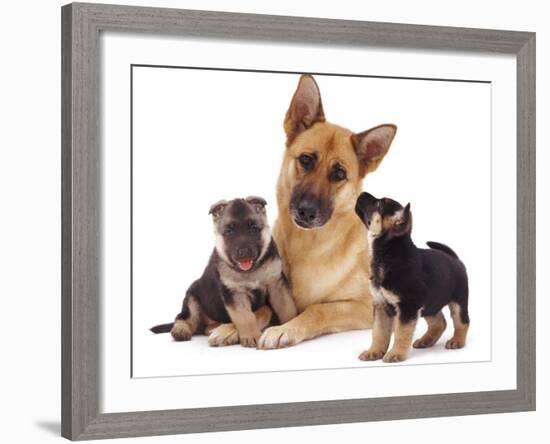 German Shepherd Dog Alsatian Bitch Lying with Her Two Puppies-Jane Burton-Framed Photographic Print