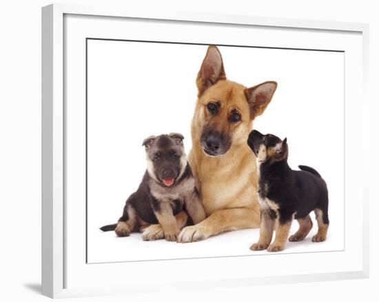 German Shepherd Dog Alsatian Bitch Lying with Her Two Puppies-Jane Burton-Framed Photographic Print