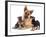 German Shepherd Dog Alsatian Bitch Lying with Her Two Puppies-Jane Burton-Framed Photographic Print