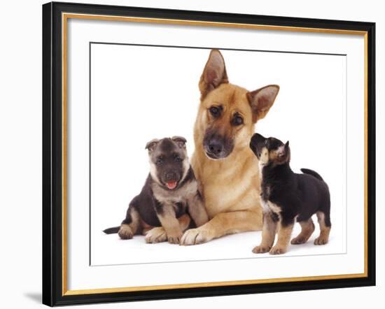 German Shepherd Dog Alsatian Bitch Lying with Her Two Puppies-Jane Burton-Framed Photographic Print