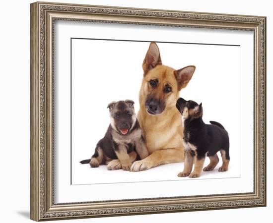 German Shepherd Dog Alsatian Bitch Lying with Her Two Puppies-Jane Burton-Framed Photographic Print