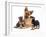 German Shepherd Dog Alsatian Bitch Lying with Her Two Puppies-Jane Burton-Framed Photographic Print