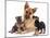 German Shepherd Dog Alsatian Bitch Lying with Her Two Puppies-Jane Burton-Mounted Photographic Print