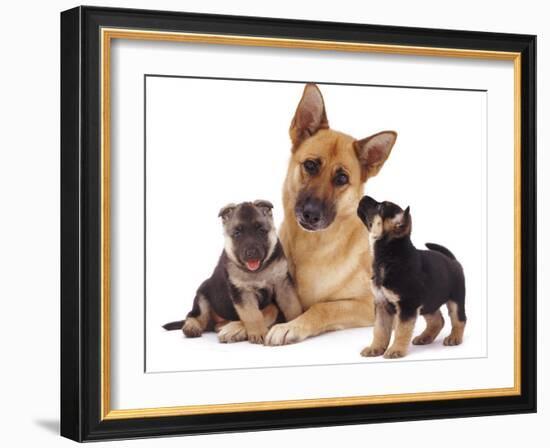 German Shepherd Dog Alsatian Bitch Lying with Her Two Puppies-Jane Burton-Framed Photographic Print