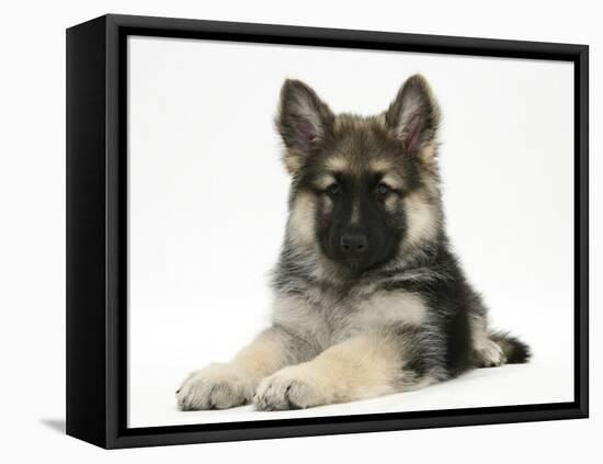 German Shepherd Dog (Alsatian) Bitch Puppy, Echo, Lying with Head Raised-Mark Taylor-Framed Premier Image Canvas