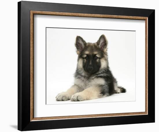 German Shepherd Dog (Alsatian) Bitch Puppy, Echo, Lying with Head Raised-Mark Taylor-Framed Photographic Print