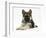 German Shepherd Dog (Alsatian) Bitch Puppy, Echo, Lying with Head Raised-Mark Taylor-Framed Photographic Print