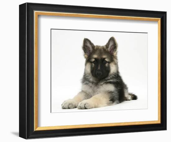 German Shepherd Dog (Alsatian) Bitch Puppy, Echo, Lying with Head Raised-Mark Taylor-Framed Photographic Print