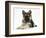 German Shepherd Dog (Alsatian) Bitch Puppy, Echo, Lying with Head Raised-Mark Taylor-Framed Photographic Print