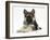 German Shepherd Dog (Alsatian) Bitch Puppy, Echo, Lying with Head Raised-Mark Taylor-Framed Photographic Print