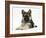 German Shepherd Dog (Alsatian) Bitch Puppy, Echo, Lying with Head Raised-Mark Taylor-Framed Photographic Print