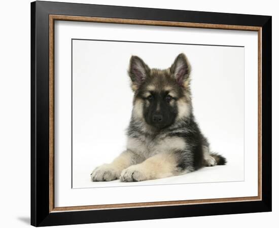 German Shepherd Dog (Alsatian) Bitch Puppy, Echo, Lying with Head Raised-Mark Taylor-Framed Photographic Print