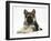 German Shepherd Dog (Alsatian) Bitch Puppy, Echo, Lying with Head Raised-Mark Taylor-Framed Photographic Print