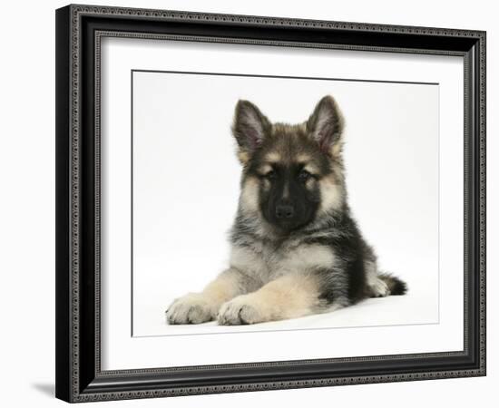 German Shepherd Dog (Alsatian) Bitch Puppy, Echo, Lying with Head Raised-Mark Taylor-Framed Photographic Print