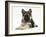 German Shepherd Dog (Alsatian) Bitch Puppy, Echo, Lying with Head Raised-Mark Taylor-Framed Photographic Print