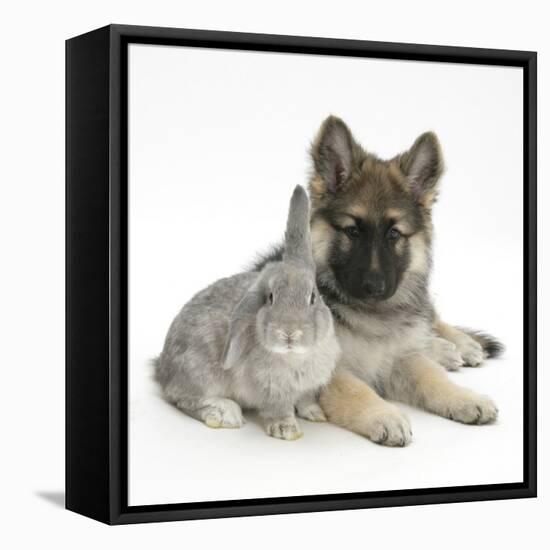 German Shepherd Dog (Alsatian) Bitch Puppy, Echo, with Grey Windmill-Eared Rabbit-Mark Taylor-Framed Premier Image Canvas