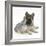 German Shepherd Dog (Alsatian) Bitch Puppy, Echo, with Grey Windmill-Eared Rabbit-Mark Taylor-Framed Photographic Print