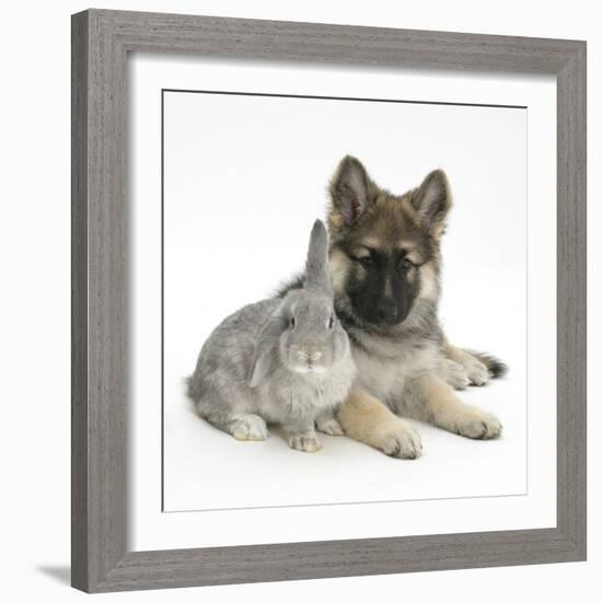 German Shepherd Dog (Alsatian) Bitch Puppy, Echo, with Grey Windmill-Eared Rabbit-Mark Taylor-Framed Photographic Print