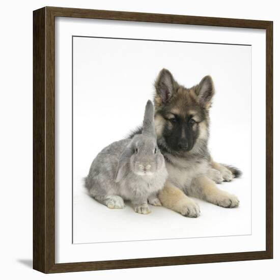 German Shepherd Dog (Alsatian) Bitch Puppy, Echo, with Grey Windmill-Eared Rabbit-Mark Taylor-Framed Photographic Print