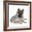 German Shepherd Dog (Alsatian) Bitch Puppy, Echo, with Grey Windmill-Eared Rabbit-Mark Taylor-Framed Photographic Print