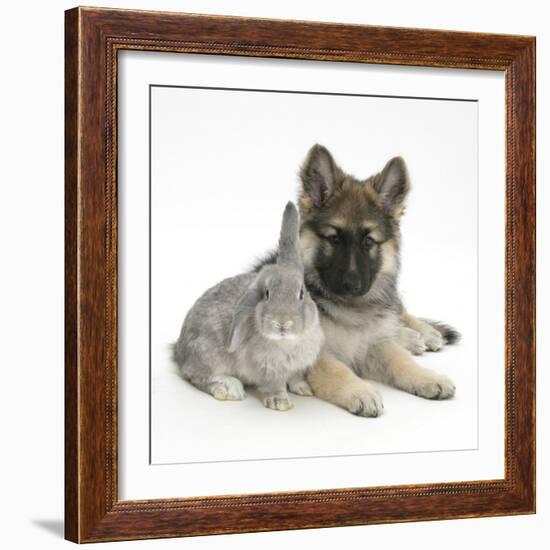 German Shepherd Dog (Alsatian) Bitch Puppy, Echo, with Grey Windmill-Eared Rabbit-Mark Taylor-Framed Photographic Print
