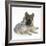 German Shepherd Dog (Alsatian) Bitch Puppy, Echo, with Grey Windmill-Eared Rabbit-Mark Taylor-Framed Photographic Print