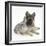 German Shepherd Dog (Alsatian) Bitch Puppy, Echo, with Grey Windmill-Eared Rabbit-Mark Taylor-Framed Photographic Print