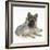 German Shepherd Dog (Alsatian) Bitch Puppy, Echo, with Grey Windmill-Eared Rabbit-Mark Taylor-Framed Photographic Print