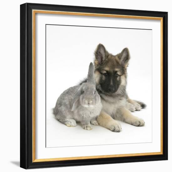 German Shepherd Dog (Alsatian) Bitch Puppy, Echo, with Grey Windmill-Eared Rabbit-Mark Taylor-Framed Photographic Print