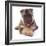 German Shepherd Dog Alsatian Puppy Lying with Paws Crossed-Jane Burton-Framed Photographic Print