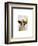 German Shepherd Dog and Duck-Fab Funky-Framed Art Print