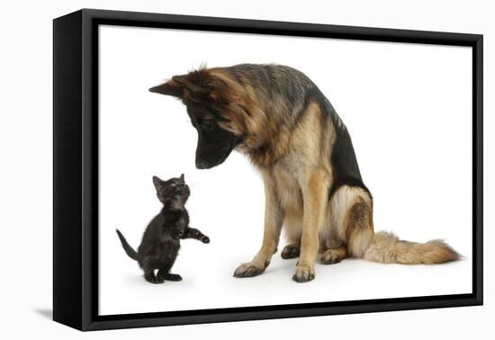 German Shepherd Dog Bitch, Coco, Looking Down on Black Kitten-Mark Taylor-Framed Premier Image Canvas