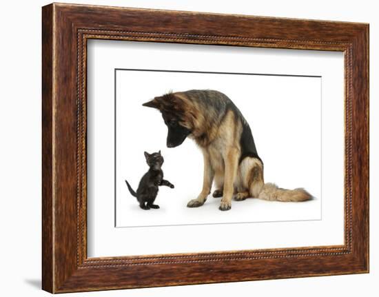 German Shepherd Dog Bitch, Coco, Looking Down on Black Kitten-Mark Taylor-Framed Photographic Print